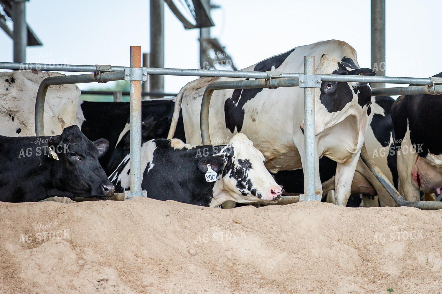 Holstein Cattle in Sand Beds 270219