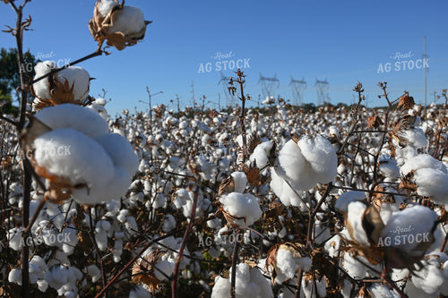Cotton 149024