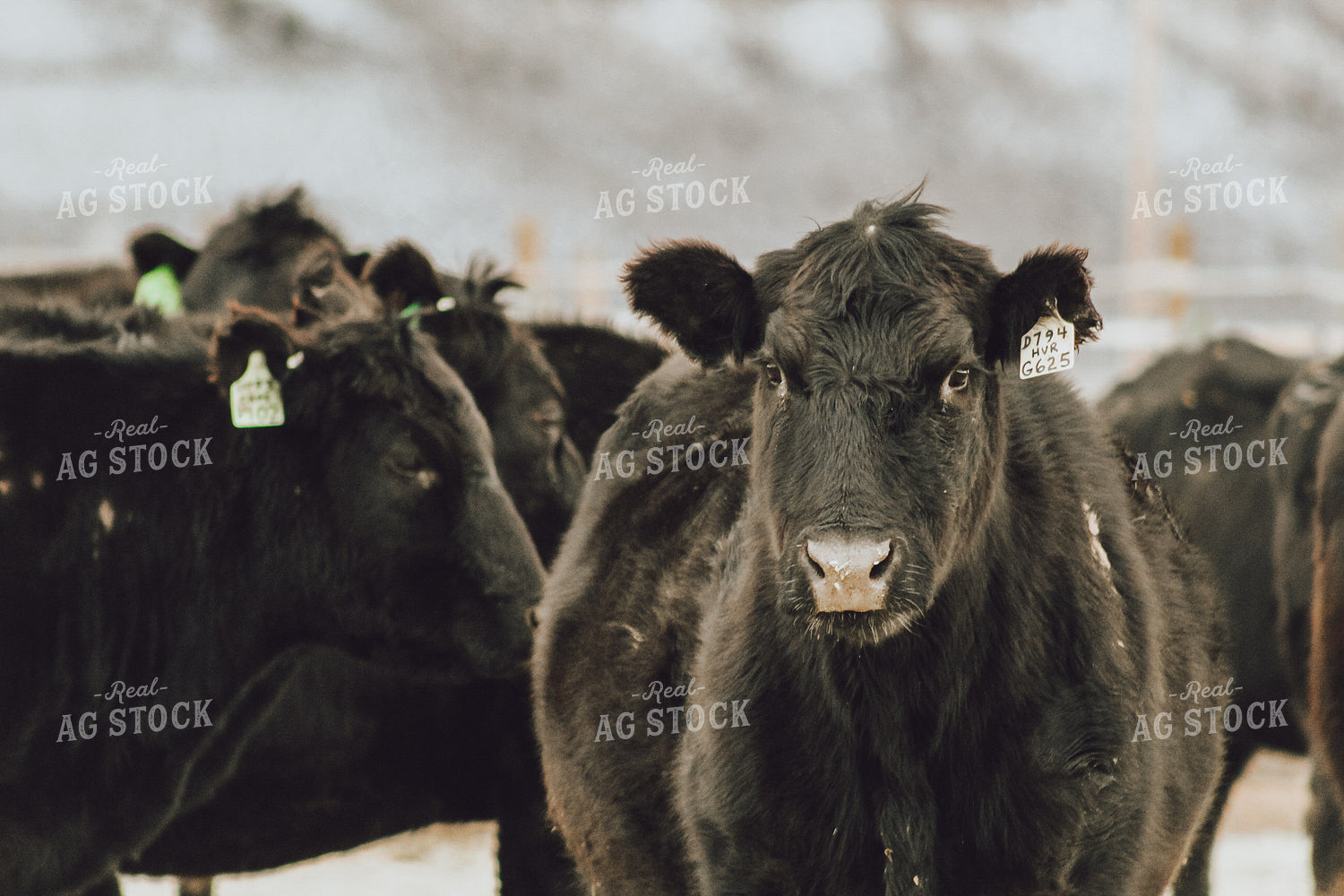 Angus Cattle in Snowy Pasture 78125