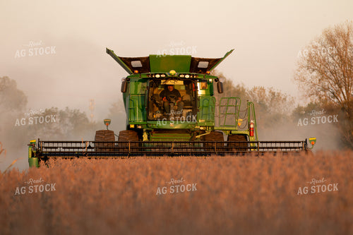 Soybean Harvest 157223