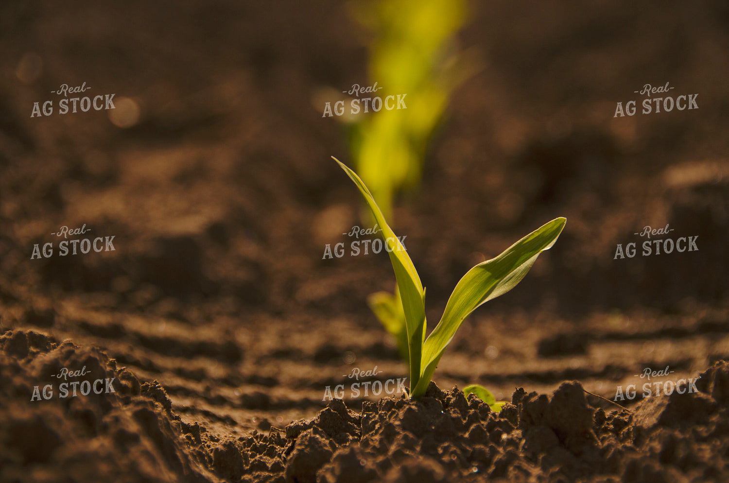Early Growth Corn 137036