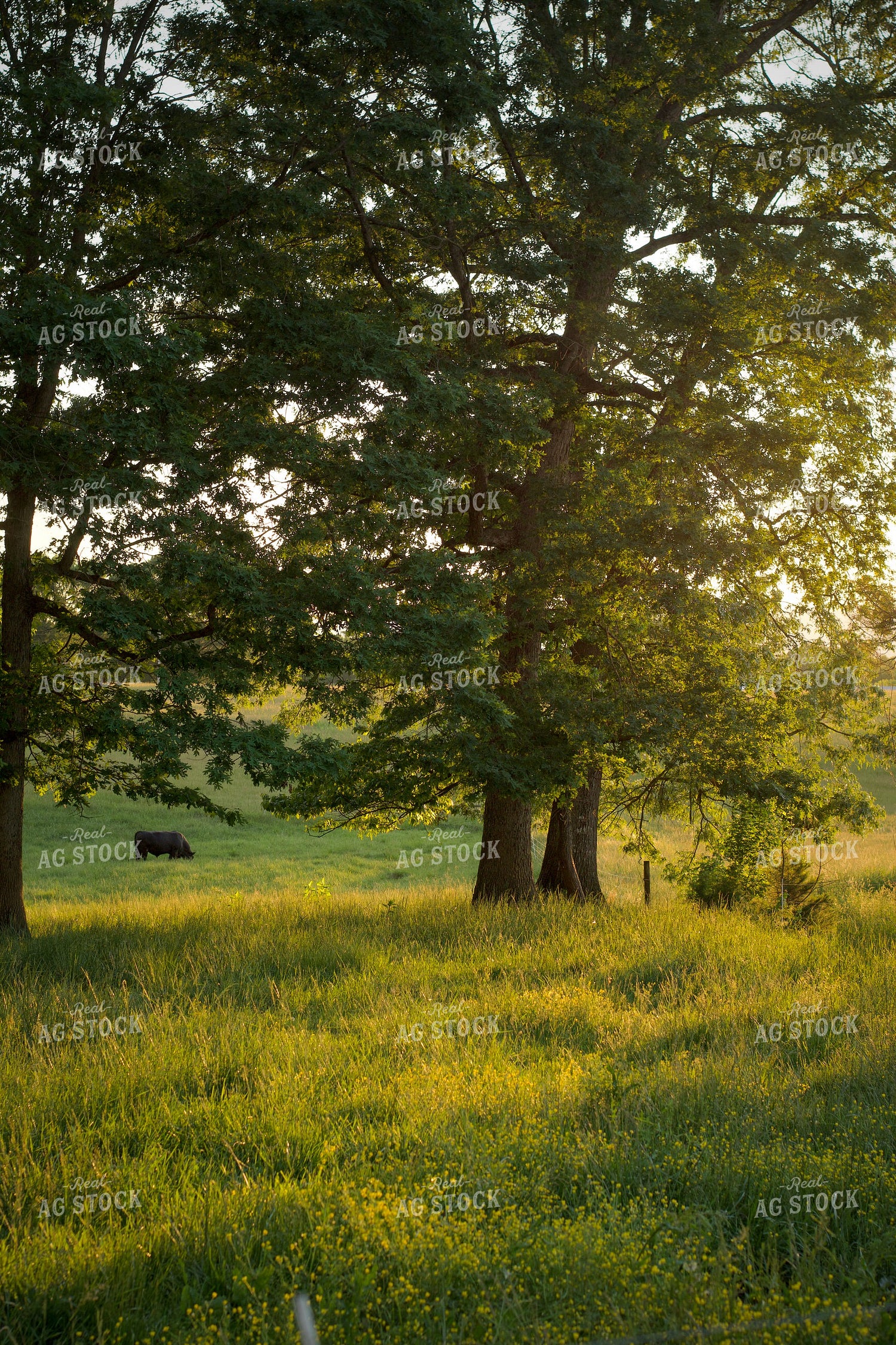 Summer Pasture 251140
