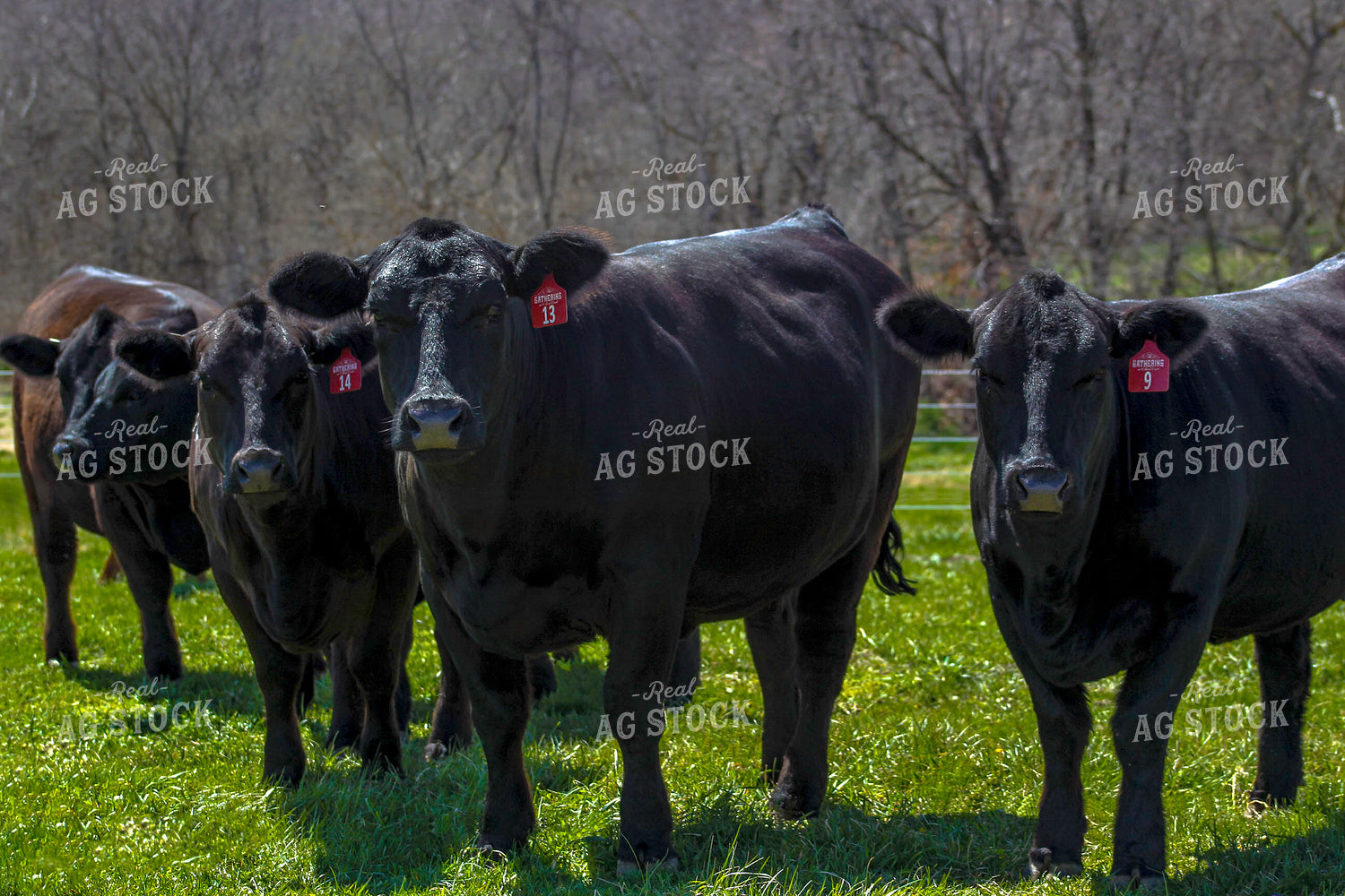 Angus on Pasture 217004