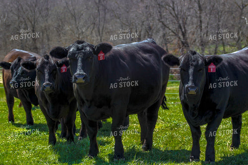Angus on Pasture 217004