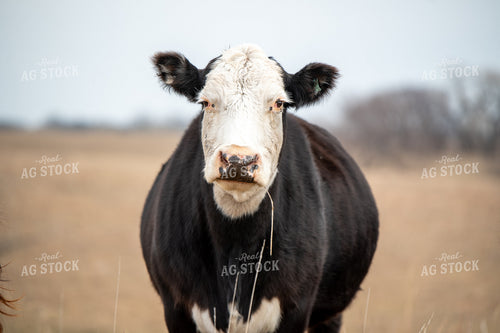 Angus Simmental Cross Cattle 236017
