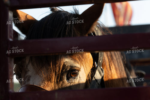 Horse Close Up 295129