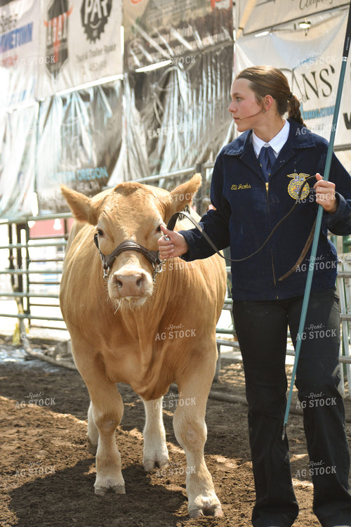 FFA Member Showing Cattle 263005