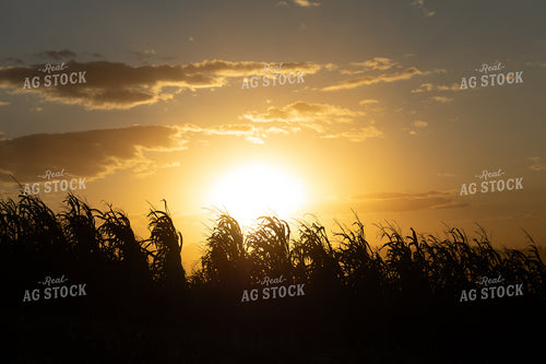 Dried Corn Silhouette 215159