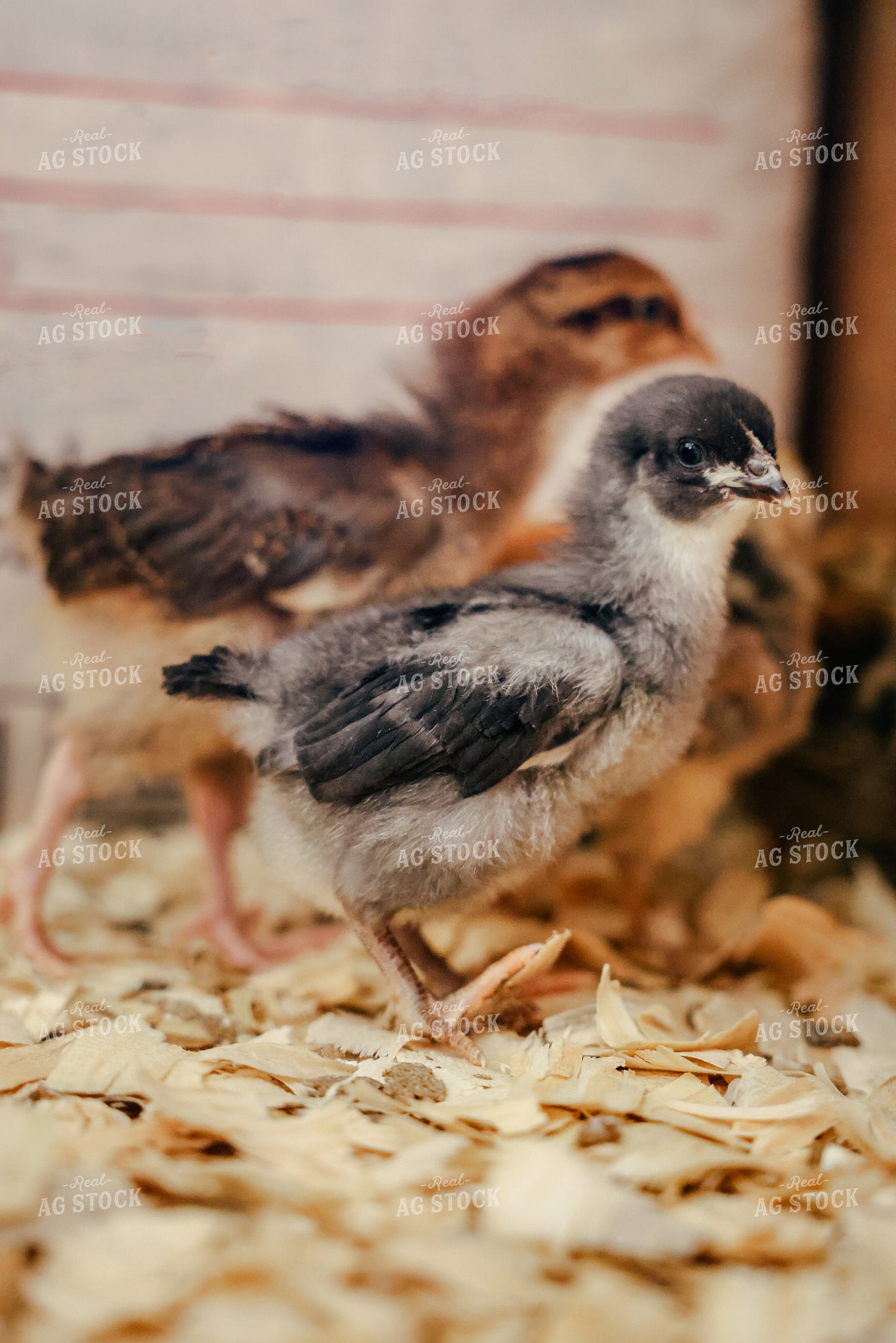 Chicks 90145