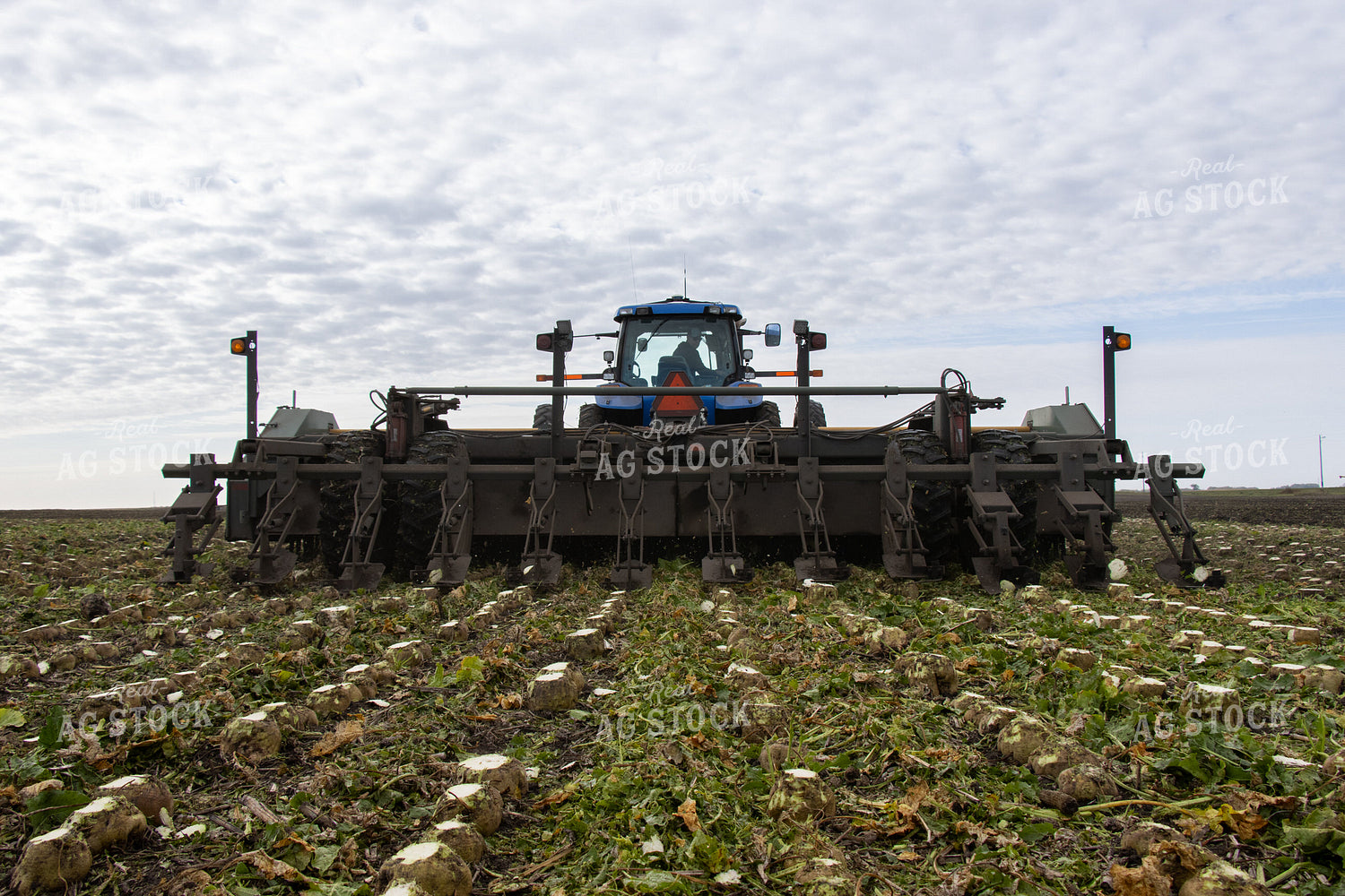 Sugar Beet Harvest 255034