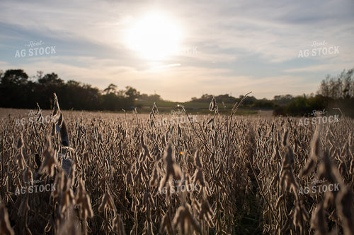 Soybean Field Ready for Harvest 50287