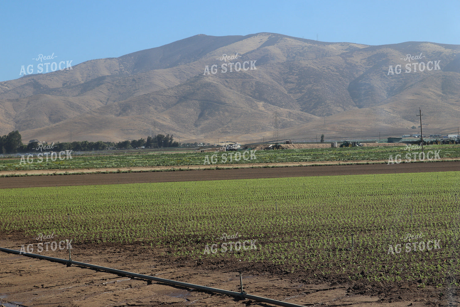 Artichoke Field 102103