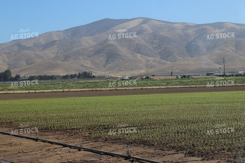 Artichoke Field 102103