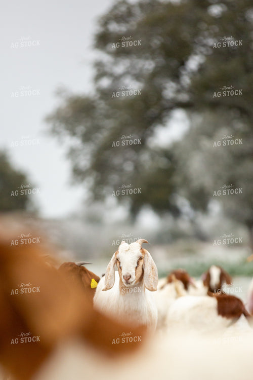 Goats 134074