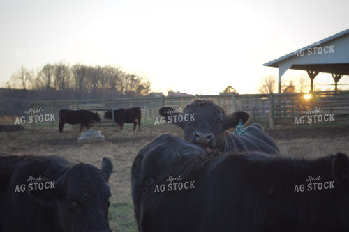Black Angus Cattle 251116