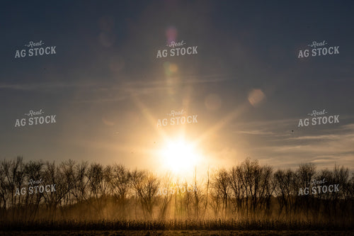 Sun Shining Through Treeline 52593