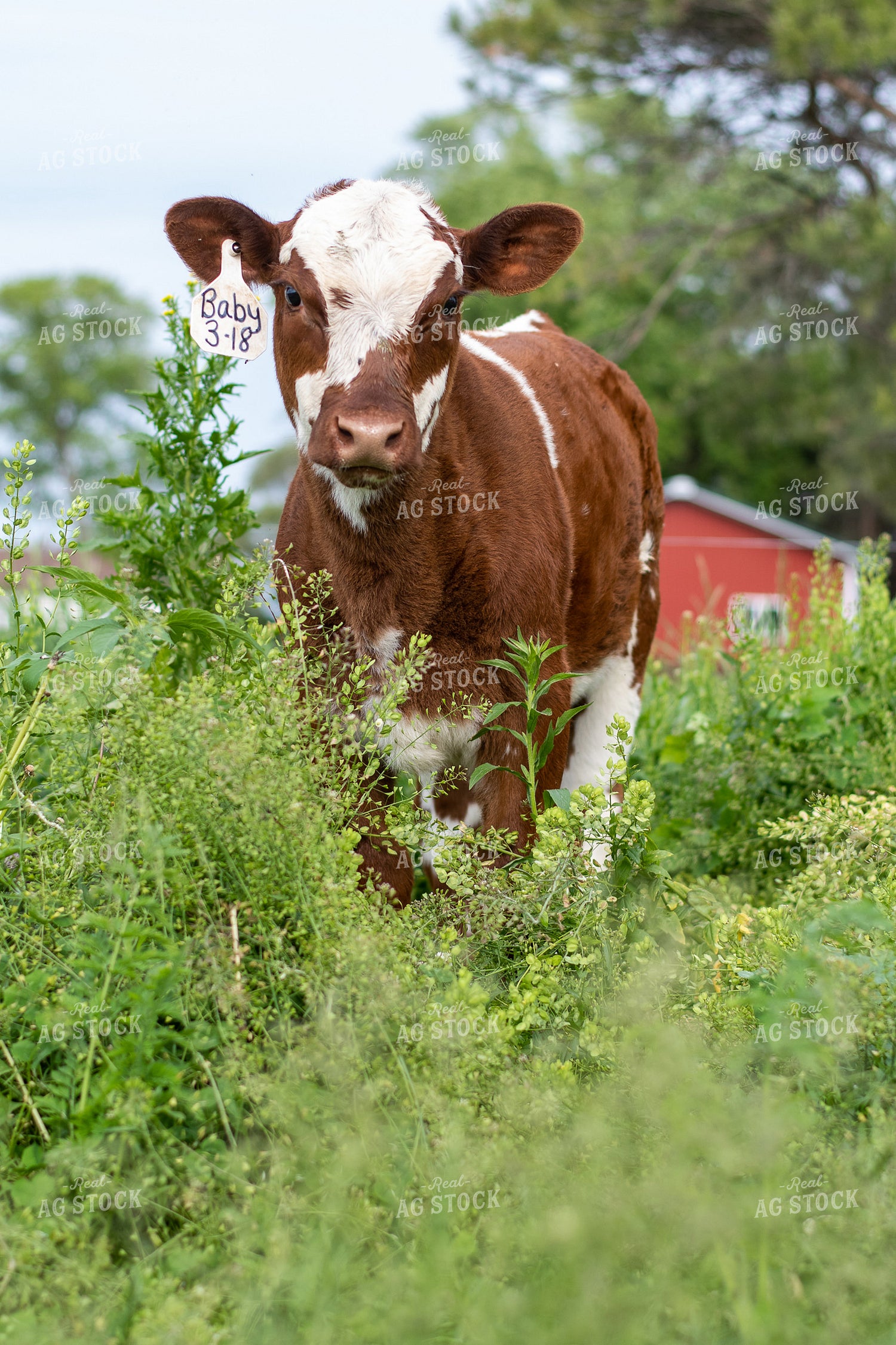 Calf in Grassy Pasture 50078