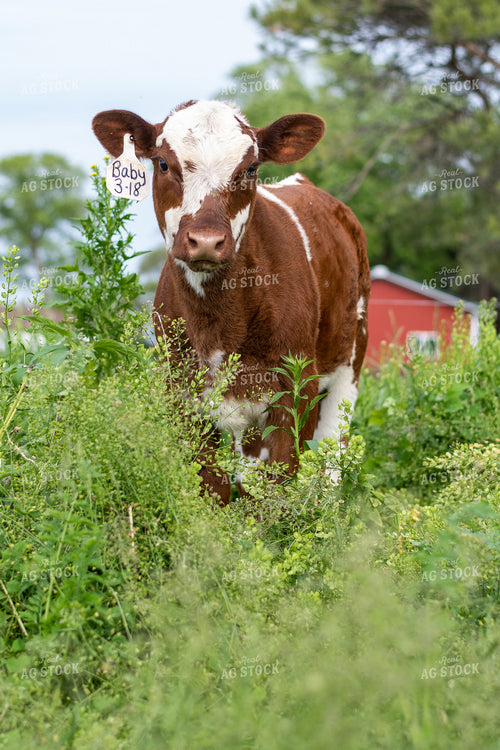Calf in Grassy Pasture 50078
