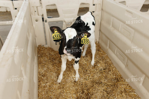 Holstein Calf 152770