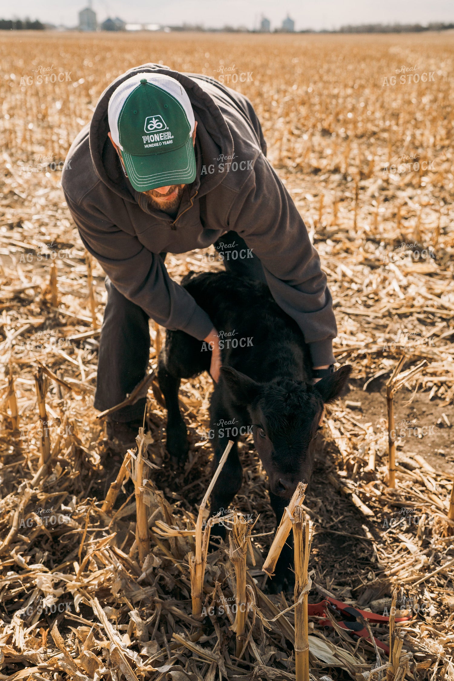Cattle Producer Tagging Calf 196257