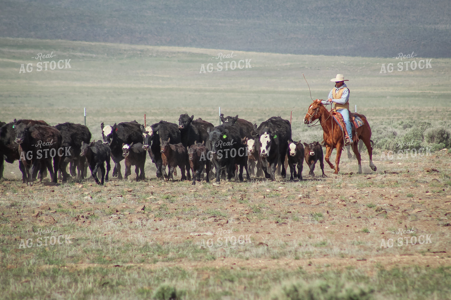 Rancher Moving Cattle on Horseback 78190