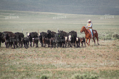 Rancher Moving Cattle on Horseback 78190