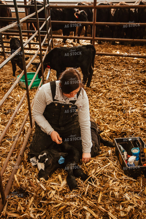 Tagging Calves 67645
