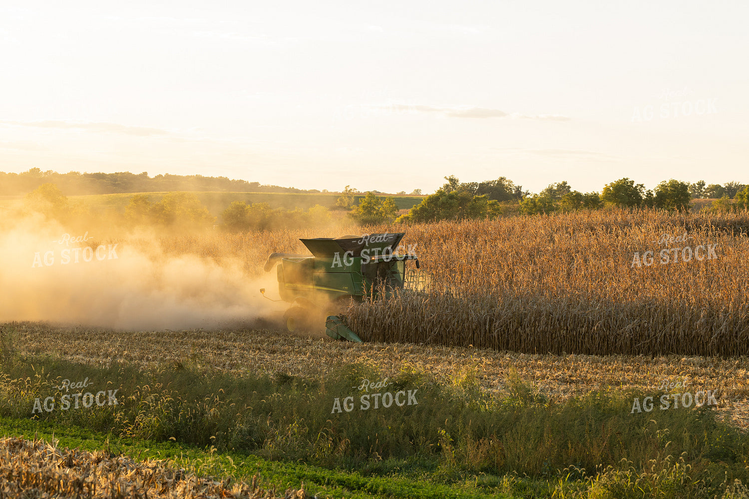 Corn Harvest 215152