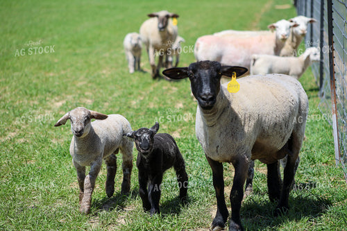 Lambs and Ewes 84283
