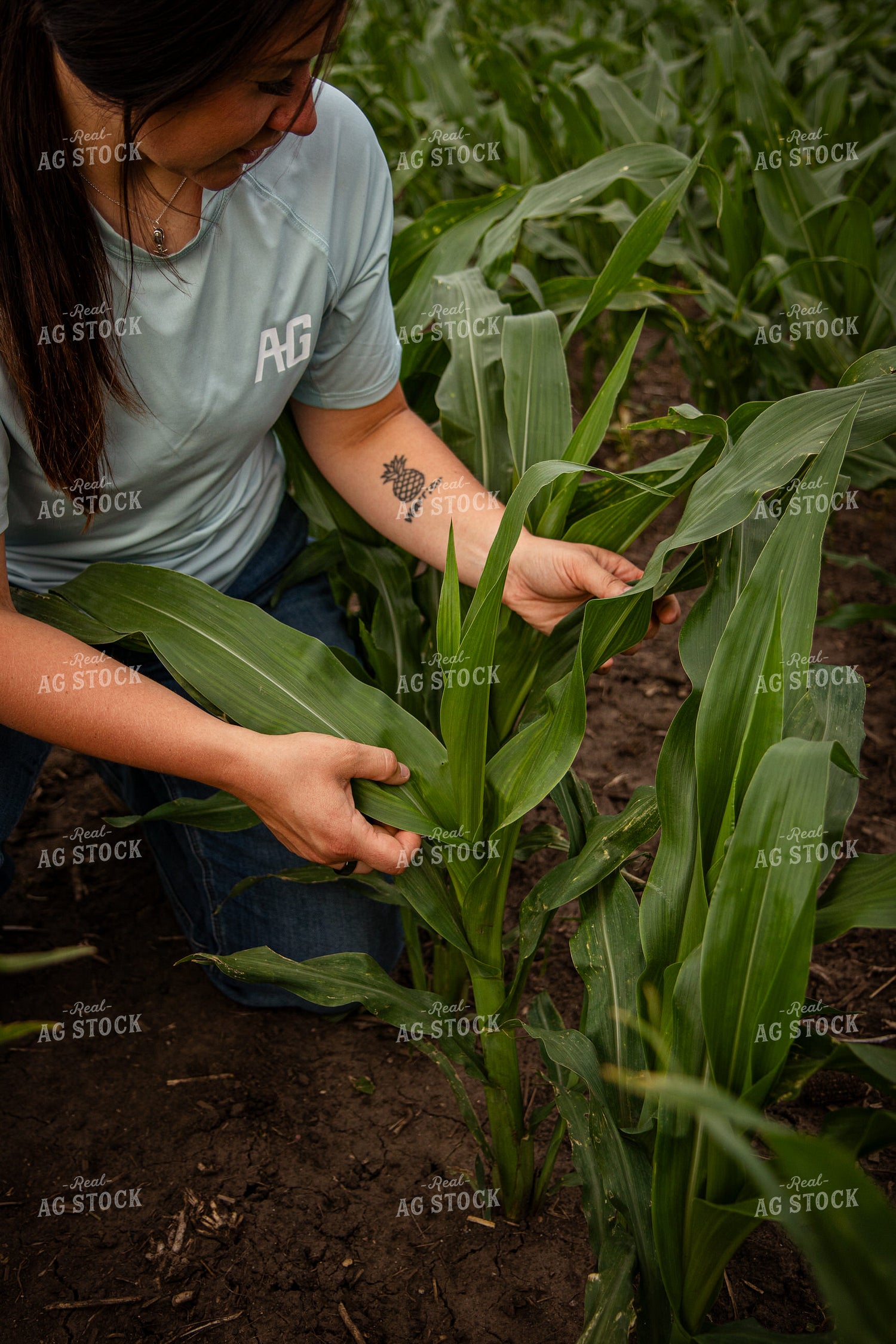 Female Farmer Checking Corn 67777