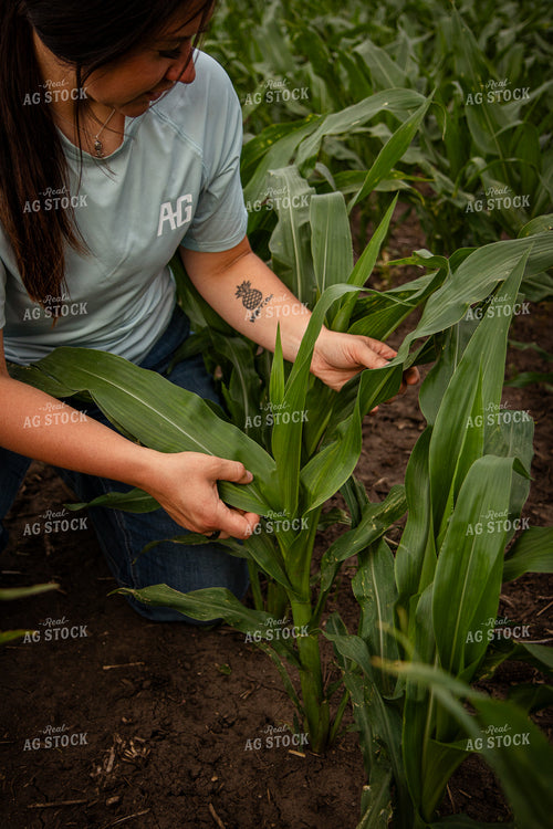 Female Farmer Checking Corn 67777