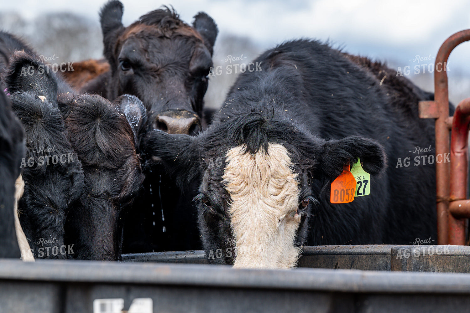 Black Baldy Cattle 192038