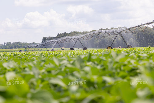 Irrigation 79847