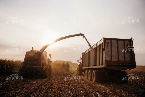 Chopping Corn Silage 152013