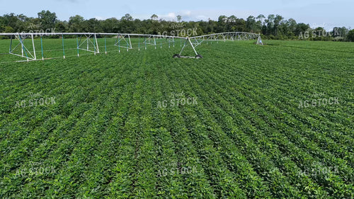 Center Pivot Irrigation System in Soybean Field 79916