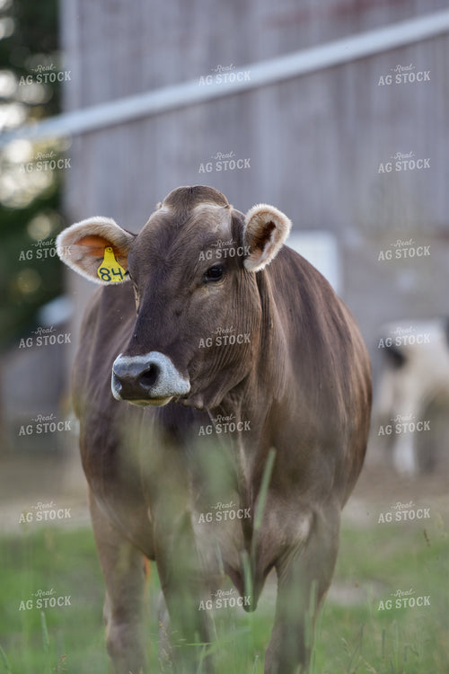 Cow in Pasture 120011