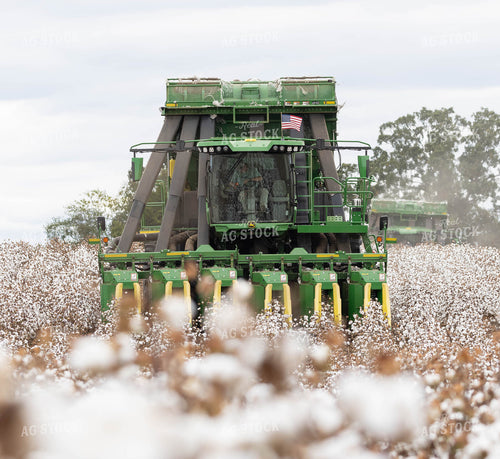 Cotton Harvest 79534
