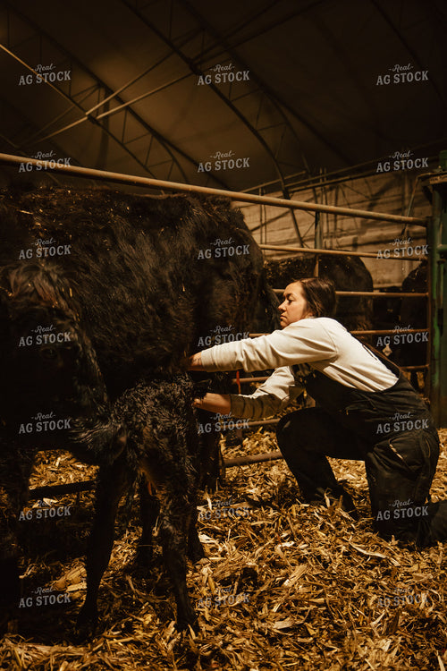 Newborn Calf and Cow 67596