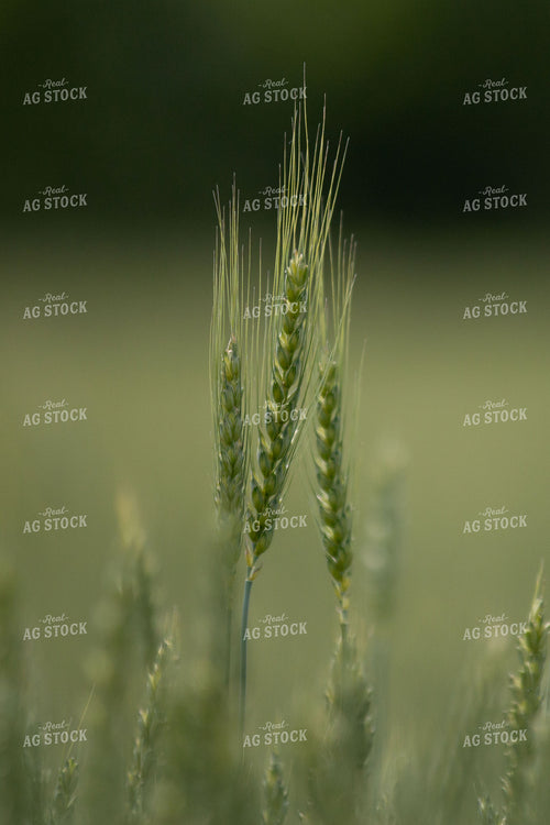 Midseason Wheat 157166