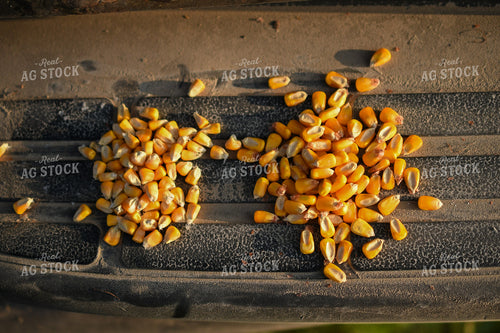 Corn Kernels on Truckbed 191263