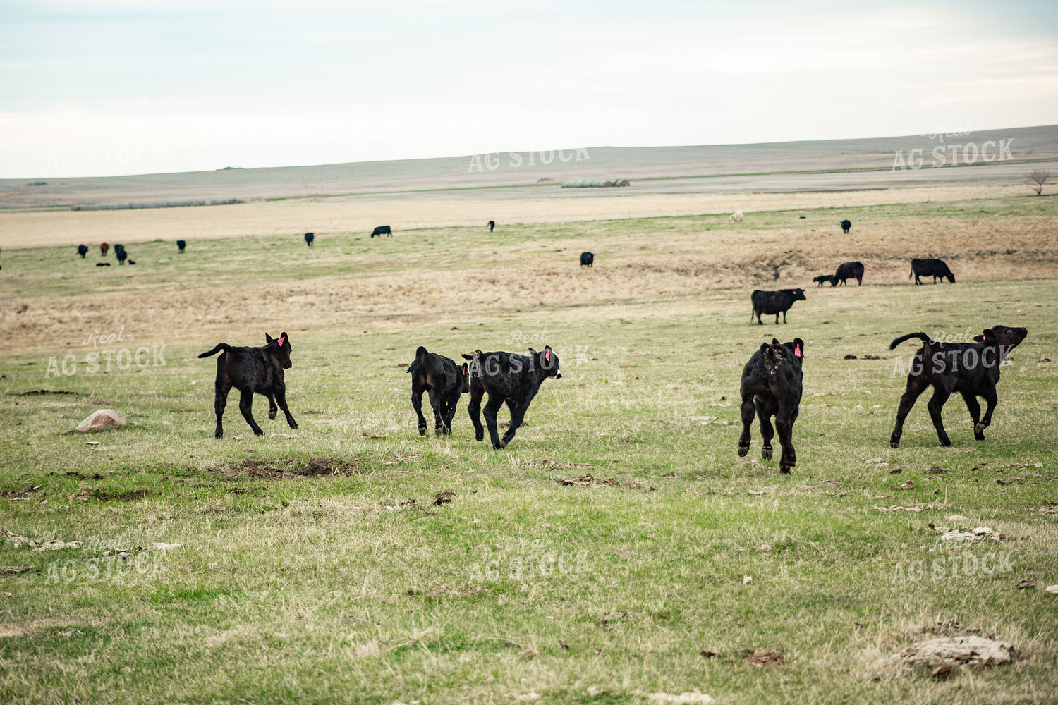 Calves Running in Pasture 155692
