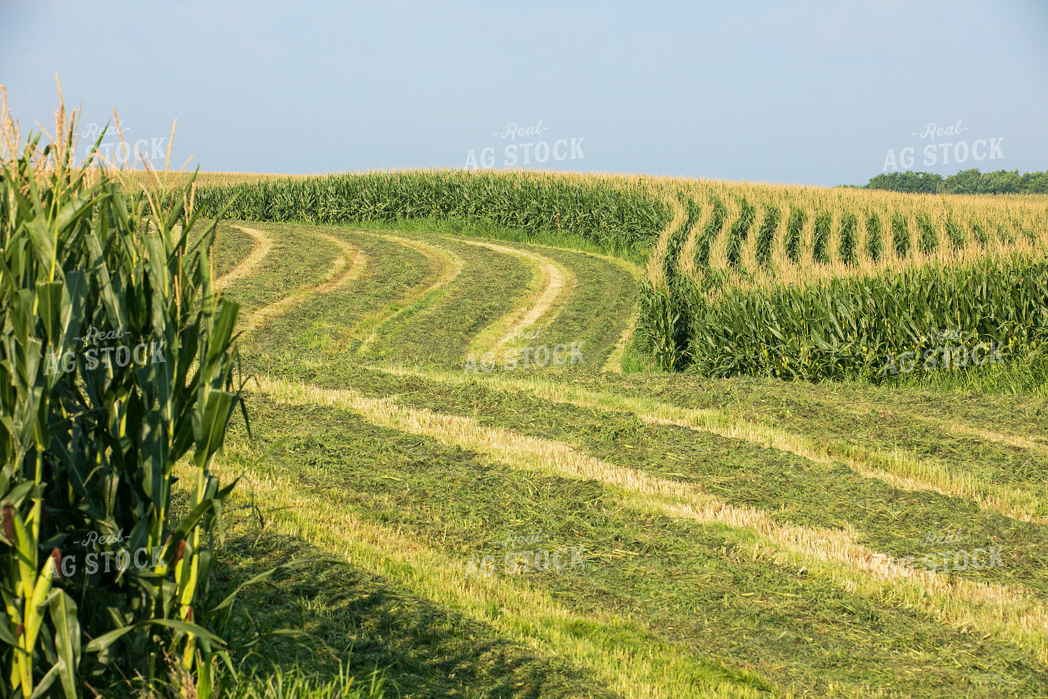 Cut Waterway in Corn Field 145074