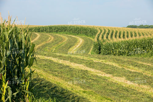 Cut Waterway in Corn Field 145074
