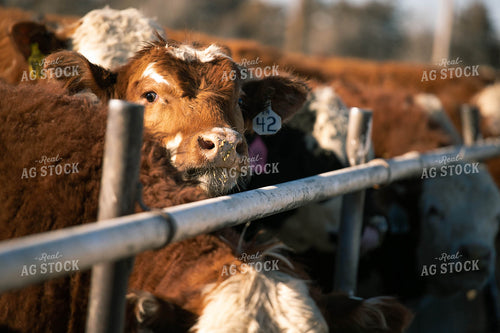 Cattle in Farmyard 99000
