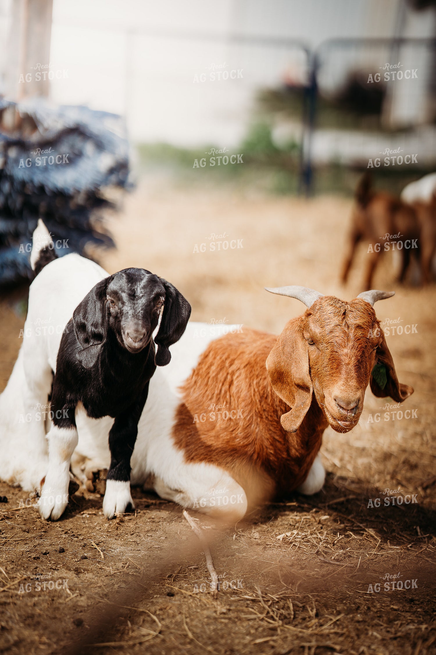 Goats 196273