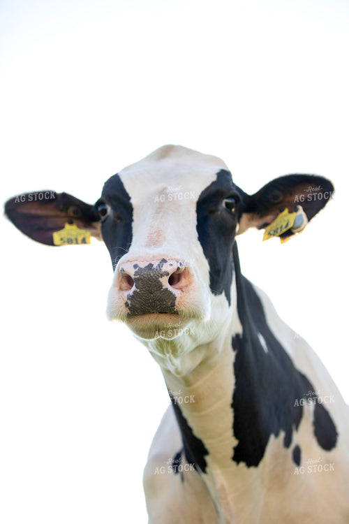 Holstein Cow Close Up 55357