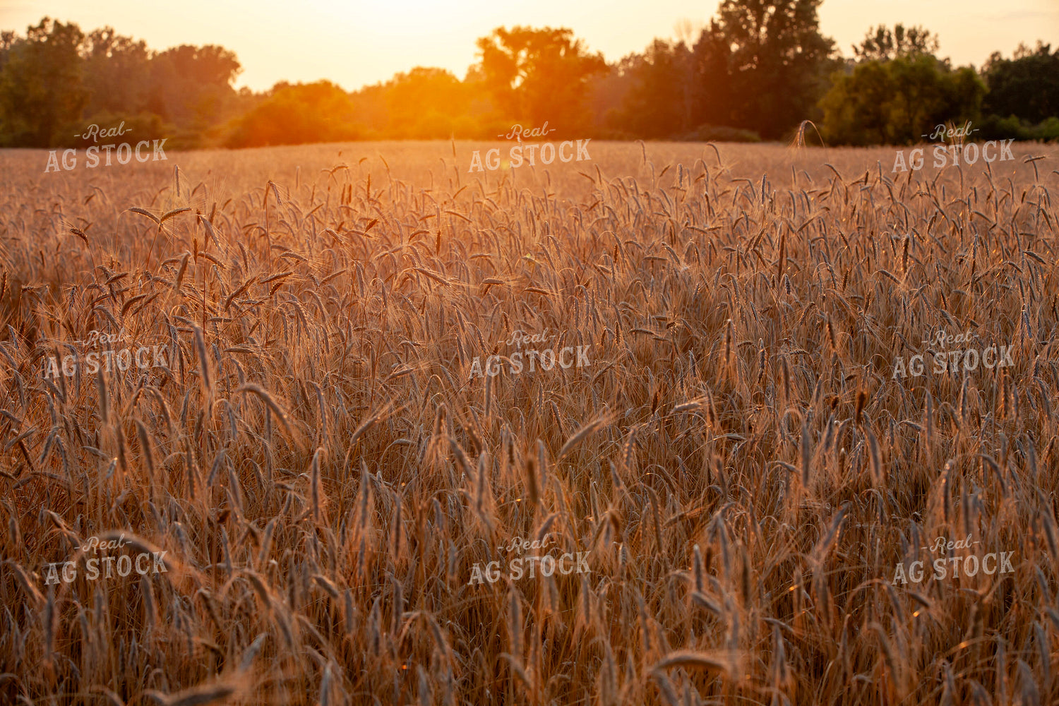 Wheat Field 132023