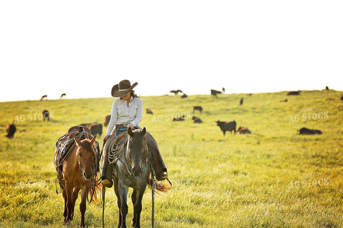 Rancher on Horse in Pasture 127030