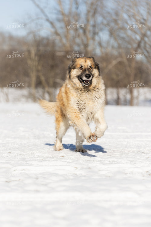 Farm Dog in the Snow 52366