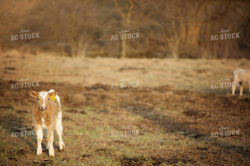 Calf - Charolais and Angus Cross 2239